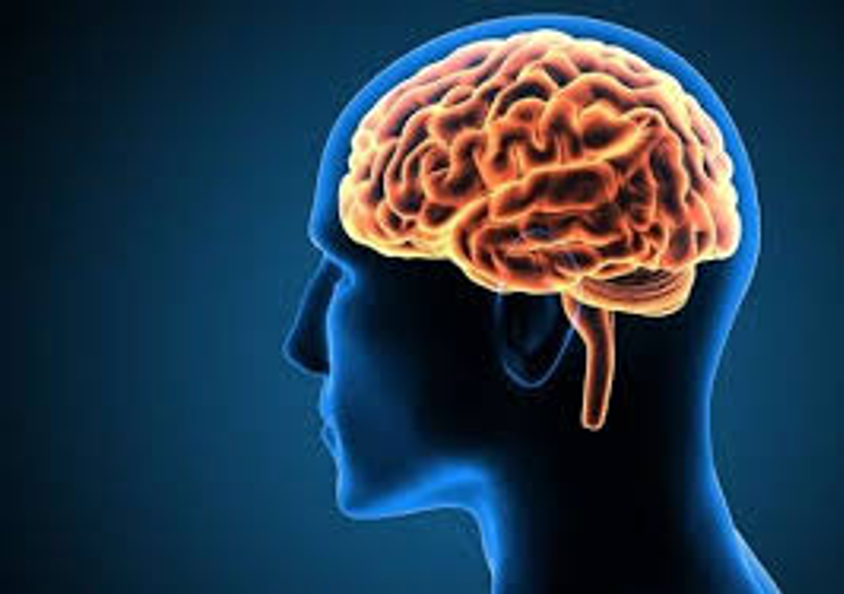 Brain