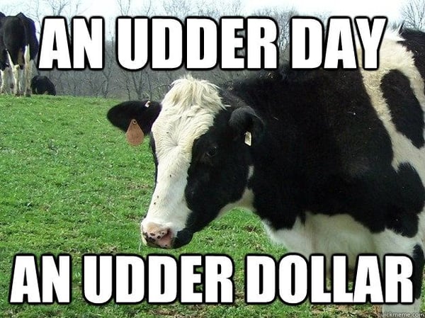 cow meme