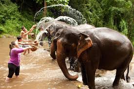 elephants