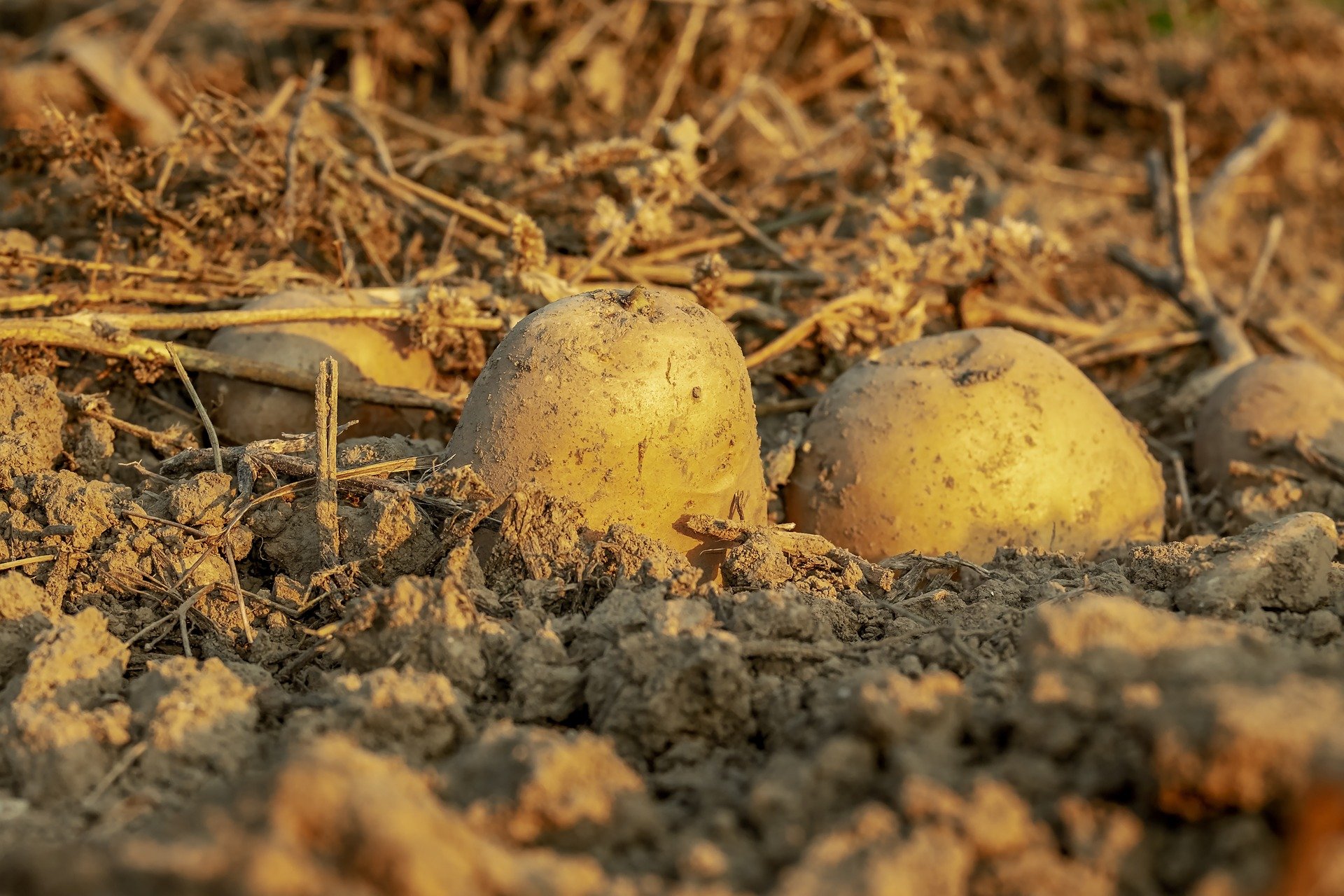 potatoes-3690562_1920