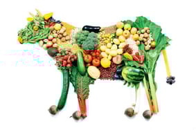 vaca