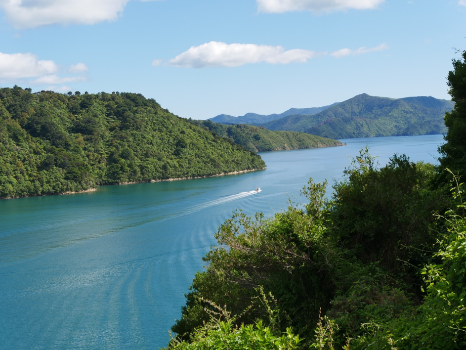 NZ1-1