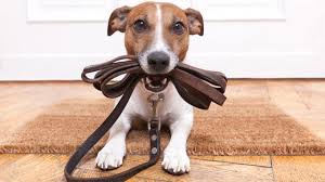 dog on wak